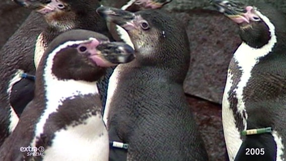 Schwule Pinguine  