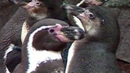 Schwule Pinguine  