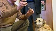 Hund schaut auf Röhrchen und Wattestäbchen seiner Speichelprobe  