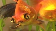 Fisch im Aquarium.  