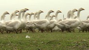 Gänse laufen über eine Wiese.  