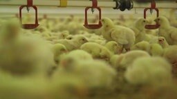 Hühnerküken in einem Maststall an einer Tränke. Hühnerküken in einem Maststall an einer Tränke.