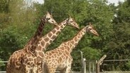 Giraffen im Zoo © Screenshot 