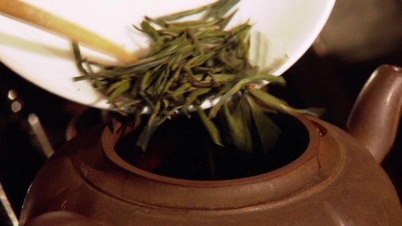 Grüner Tee wird in eine Kanne getan.  