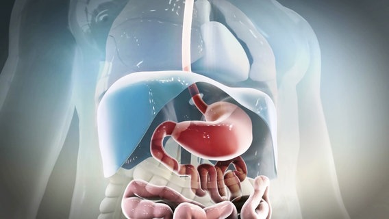 Schematische Darstellung des Brustkorbs mit Magen/Darm, Speiseröhre und Zwerchfell. © Screenshot 