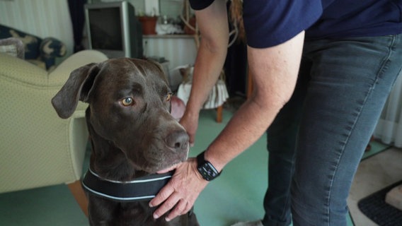 Geldspürhund "Jonny" © Screenshot 