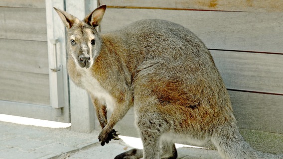 Das Känguru leidet an einer Zahnfleischentzündung. © NDR/ARD/Christa Köfer 