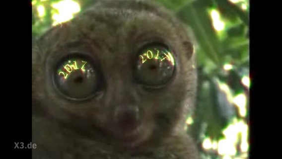 Ein Koboldmaki auf dessen großen Augen jeweils die Zahl 2017 leuchtet.  