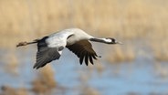 Ein Graukranich im Flug. © picture alliance 