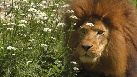 Ein Löwe hintr einem Busch Schafsgarbe. © Screenshot 