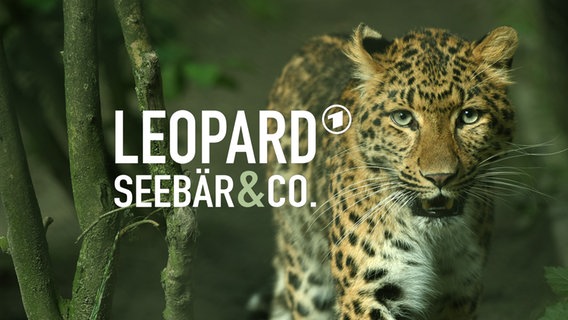 Schriftzug "Leopard, Seebär & Co." vor dem Bild eines Leoparden  