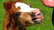 Welsh Pony  