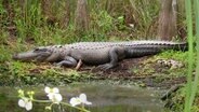 Ein Mississippi-Alligator im Feuchtgebiet der Everglades in den USA. © Doclights GmbH / NDR Naturfilm 