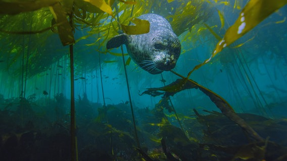 Ein Seehund taucht durch einen Kelpwald. © Doclights GmbH NDR Naturfilm 