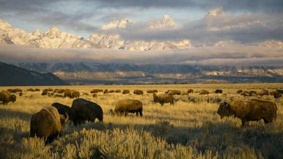 Eine große Bisonherde im Yellowstone Nationalpark in den USA. © GULO / Doclights GmbH NDR Naturfilm 