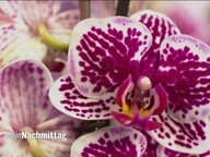 Orchidee pflegen