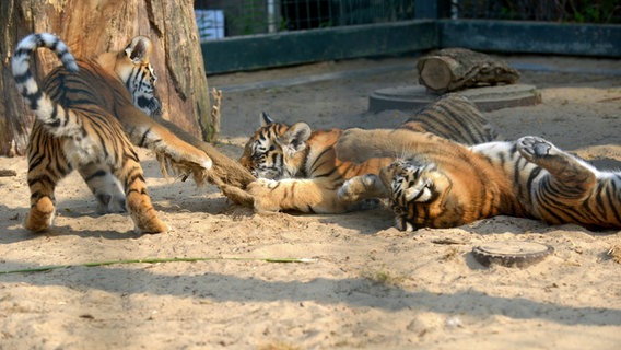 Tigernachwuchs spielt mit Jutesack. © rbb/Thomas Ernst 