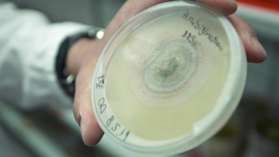 Pilze in einer Petrischale.  