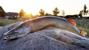 Angler hält großen Fisch in Kamera © NDR Foto: Dietmar Knepulski aus Greifswald