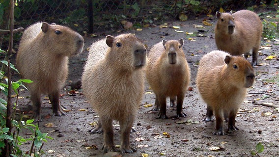 Familie Wasserschwein muss umziehen. © NDR 