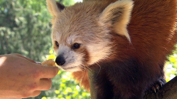 Eine Hand hält einem kleinen roten Pandabär eine Honigwabe hin. Dieser schnuppert daran. © NDR/DocLights GmbH 