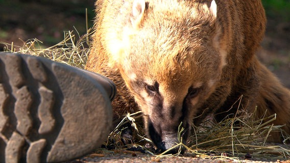 Ein Näsenbär im Zoo. © NDR 