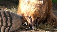 Der Näsenbär Pablo macht sich über die Gummistiefel her. © NDR 