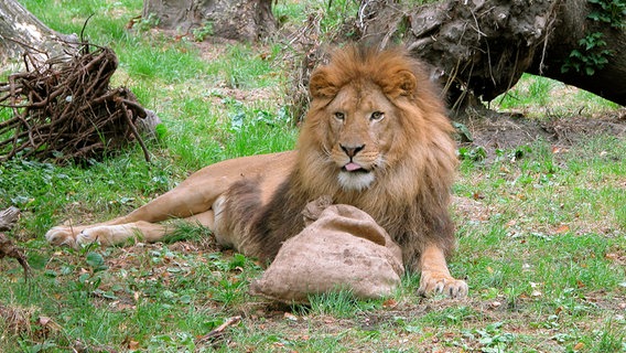 Die Löwen sollen auf Trab gebracht werden. © Radio Bremen 