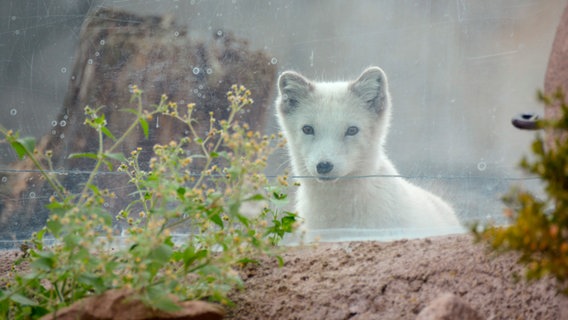 Polarfuechsin Mijou spielt Verstecken. © Radio Bremen 