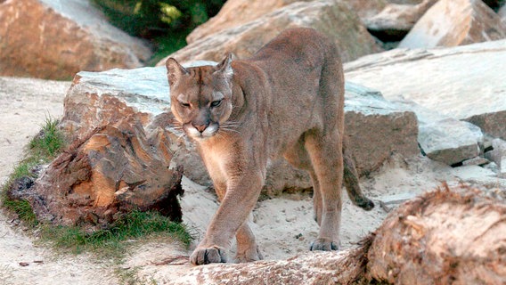 Pumakater Mingo scheint misslaunig. © RB/Achiv Zoo am Meer, Bremerhaven 