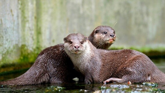 Eiskalte Naschereien gibt es heute bei den Zwergottern im Berliner Zoo. © rbb/Thomas Ernst 