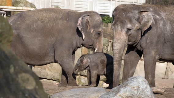 Tierpark Berlin: Der Elefantennachwuchs namens Edgar ist eine kleine Überraschung. © rbb/Claudius Pflug Foto: Claudius Pflug