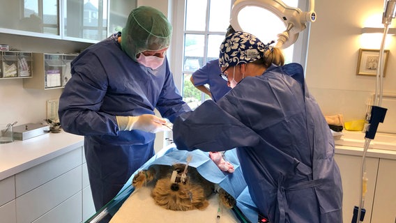 Eine OP in letzter Minute. Kann das Ärzte-Powerteam den Norfolk Terrier Sid retten? © NDR/Doclights GmbH 2020 