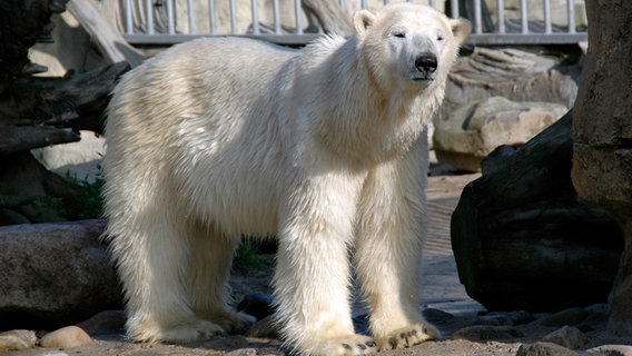 Ein Eisbär steht vor einem hochgezogenen Gitter. © Radio Bremen 