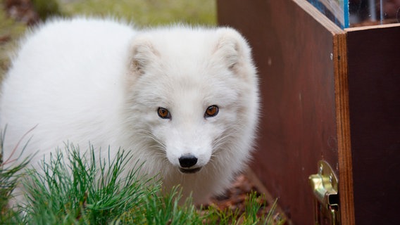 Ein kleiner weißer Polarfuchs sitzt schüchtern im Gras vor einer Kiste. © Radio Bremen/Volkmar Struessmann Foto: Volkmar Struessmann