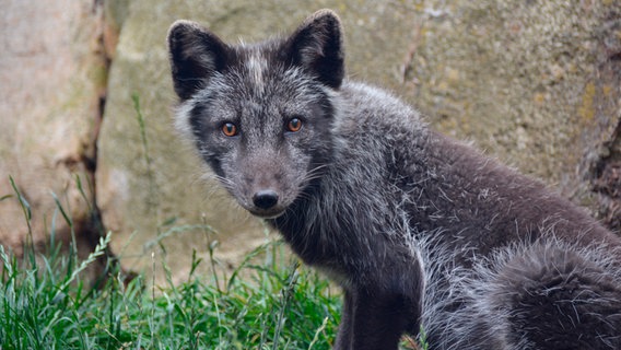 Ein kleiner grauer Fuchs sitzt im Gras vor einem Felsen. © Radio Bremen 