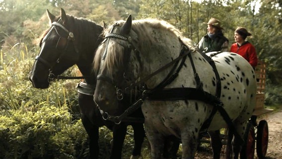 Landwirtin Anke Stoltenberg fährt mit ihrer Tochter und der Kutsche aus. © NDR 