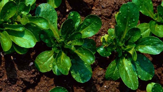 Feldsalat auf einem Beet ©  Erich Geduldig/Naturbild/OKAPIA Foto: Erich Geduldig