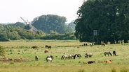 Wilde Pferde und Rinder im Naturschutzgebiet Geltinger Birk, Schleswig-Holstein, im Hintergrund die Mühle Charlotte © NDR Foto: Anja Deuble
