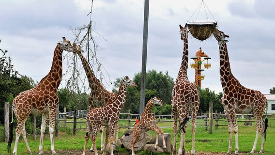 Giraffenfamilie mit Nachwuchs © RB/Jaderpark 