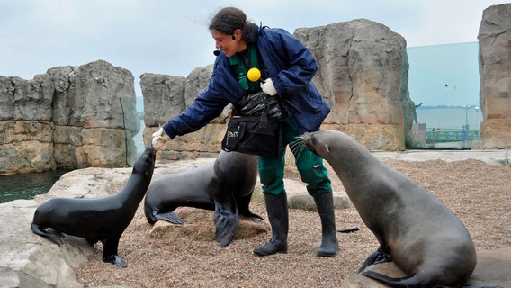 Seebären beim Training © RB/Achiv Zoo am Meer, Bremerhave 