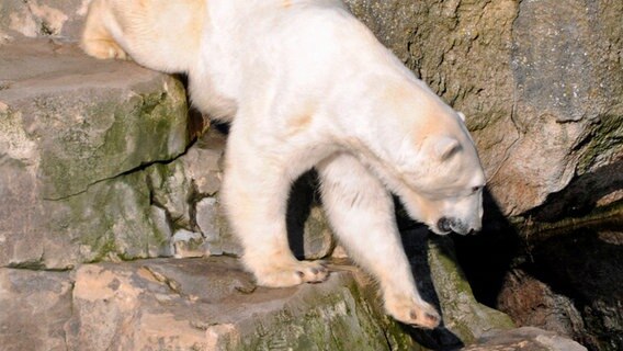 Eisbärin Valeska © RB/Achiv Zoo am Meer, Bremerhave 