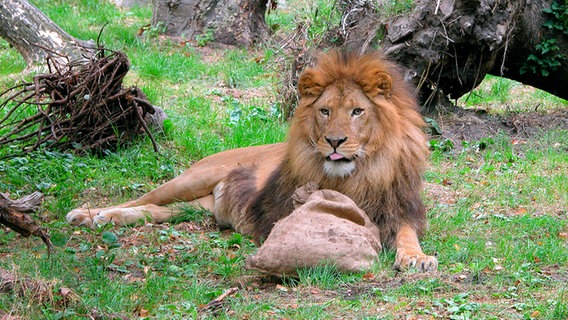 Löwe Tarson mag kein Eis. © RB/Volkmar Strueßmann 