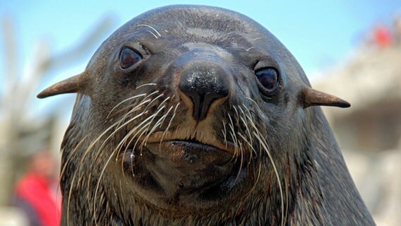 Seebär Sailor ist sauer. © Radio Bremen/Volkmar Strüßmann Foto: Volkmar Strüßmann