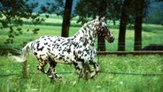 Ein Knabstrupper Pferd auf der Wiese © picture-alliance / OKAPIA KG, Germany Foto: Sabine Stuewer