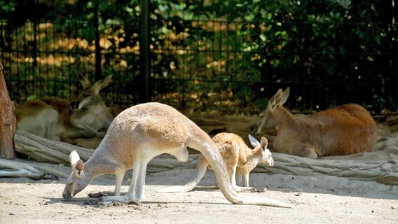 Im Zoo Berlin gab es Nachwuchs bei den Roten Riesenkängurus. © rbb/Thomas Ernst 