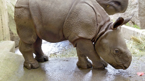 Seit zehn Tagen stampft der kleine Panzernashornbulle Thanos an der Seite von Mama Betty durch den Berliner Tierpark. © rbb/Thomas Ernst 