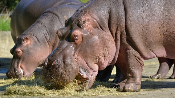 Im Flusspferdhaus des Berliner Zoo warten schon früh am Morgen hungrige Mäuler. © rbb/Thomas Ernst 