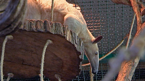 Tamandua Anton soll umziehen und bekommt eine neue Partnerin. © rbb/Dokfilm 