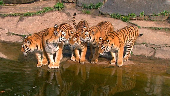 Tierpark Berlin: Die Amurtigervierlinge mit Mutter Aurora. © rbb/Dokfilm 